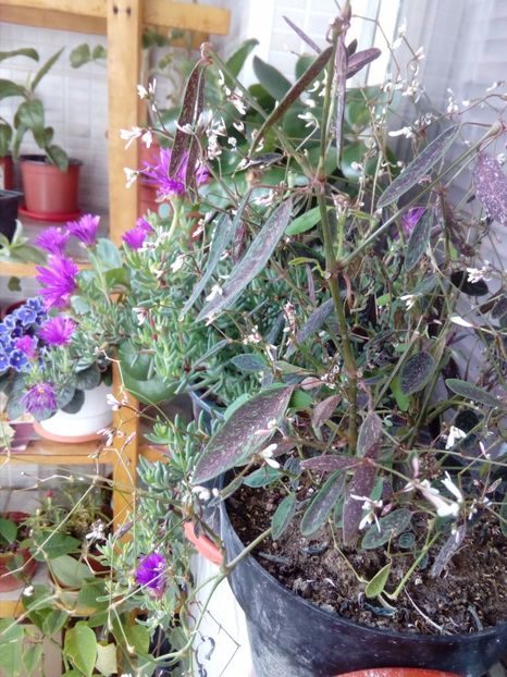  - plante de interior