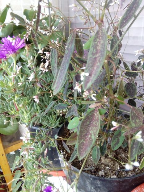  - plante de interior