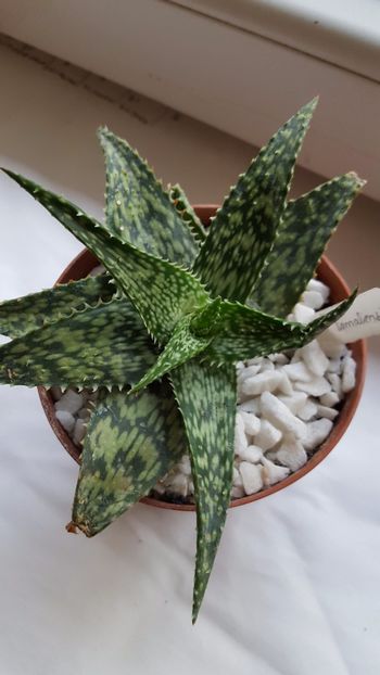  - Aloe somaliensis