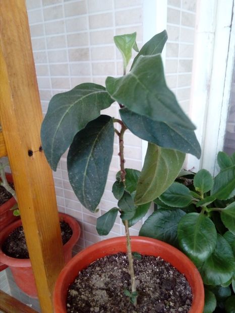 Cestrum Neweli - w Produse livrate