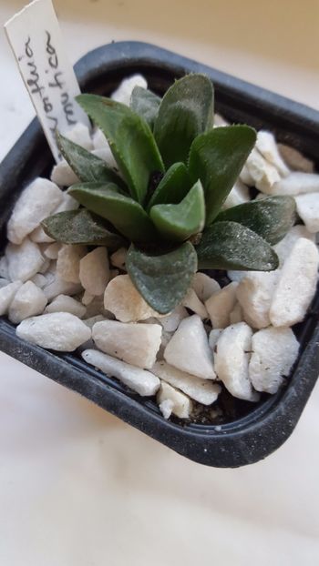  - Haworthia mutica