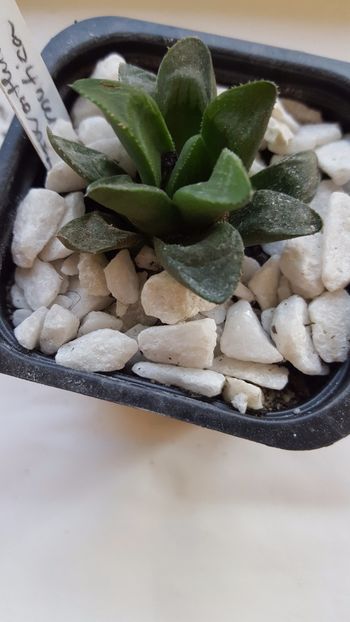  - Haworthia mutica