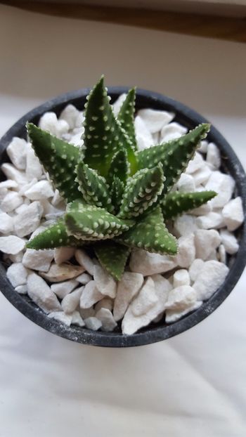  - Haworthia pumila