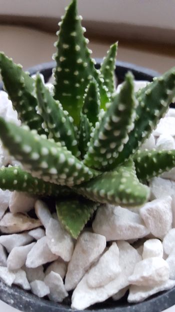  - Haworthia pumila