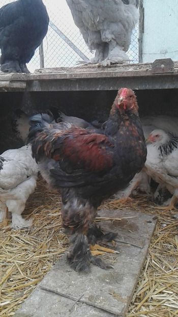  - Brahma Potarnichiu pe negru pentru 2018