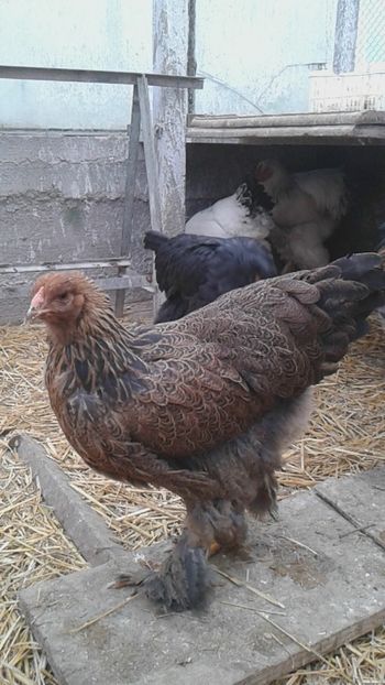  - Brahma Potarnichiu pe negru pentru 2018