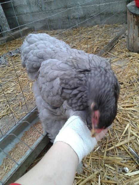  - Brahma Albastru cu cocos negru pt 2018