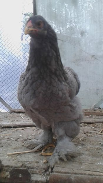  - Brahma Albastru cu cocos negru pt 2018