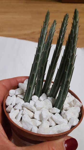  - Senecio stapeliformis