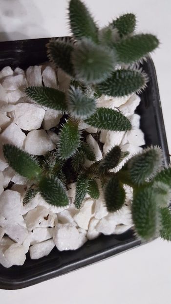  - Crassula mesembryanthemoides N