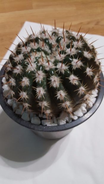  - Cactus 5