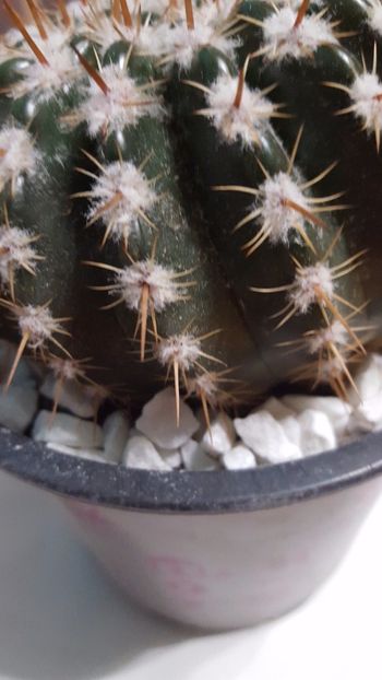 - Cactus 5