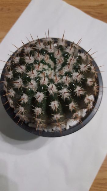  - Cactus 5
