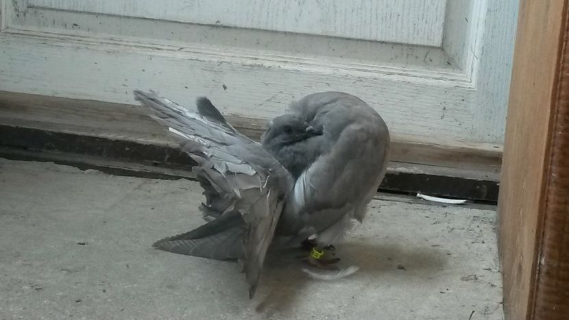  - voltati
