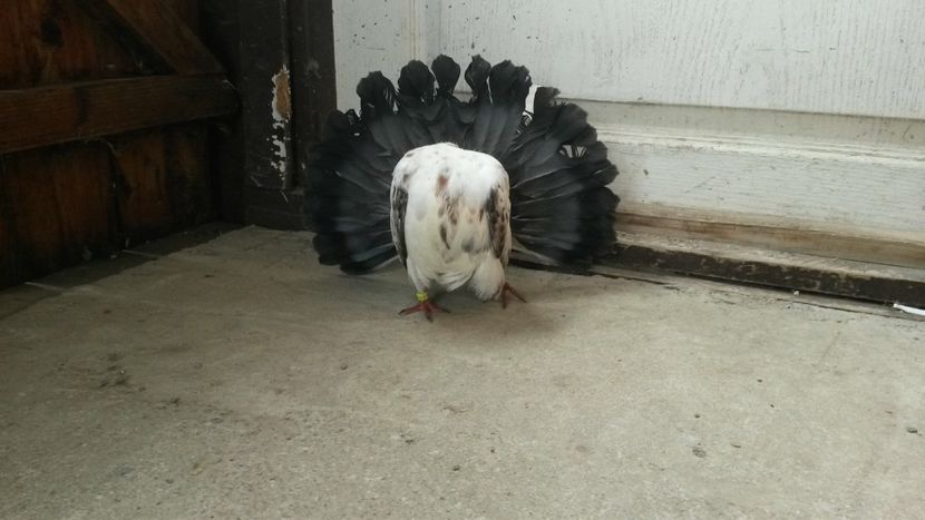  - voltati
