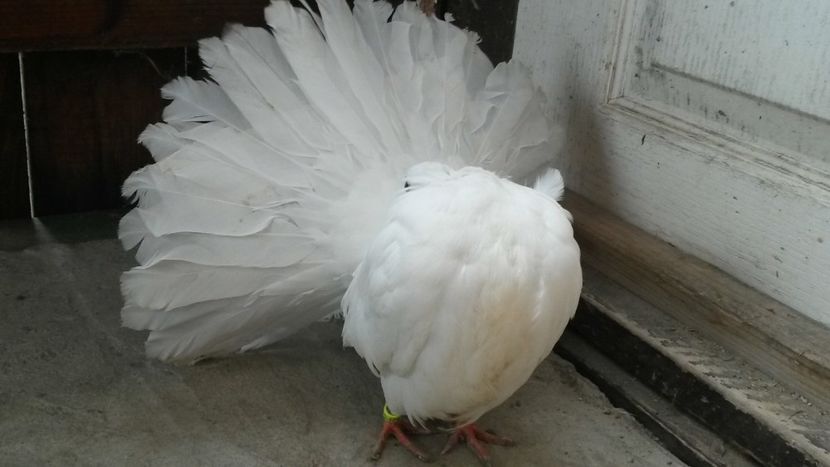  - voltati