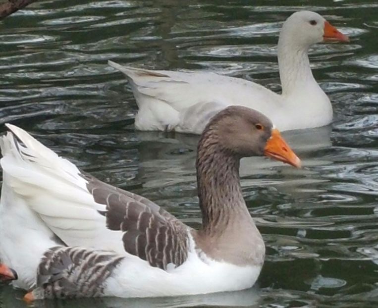  - F-Gâşte Românești