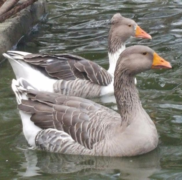  - F-Gâşte Românești