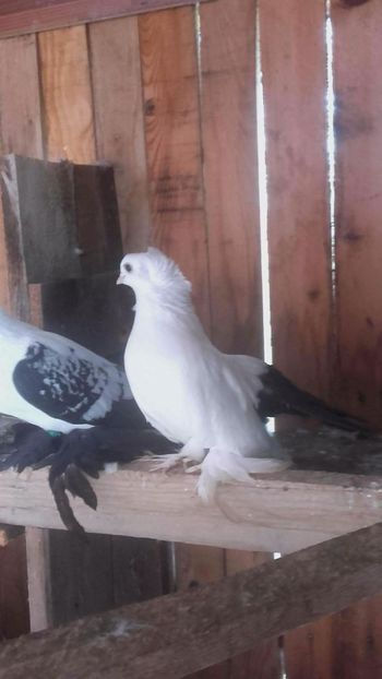 received_1777490272284277 - de vanzare