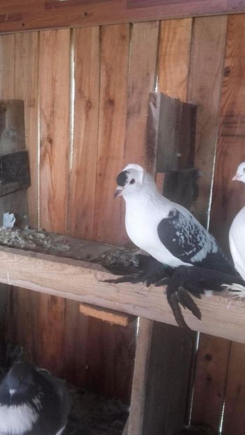 received_1777502655616372 - de vanzare