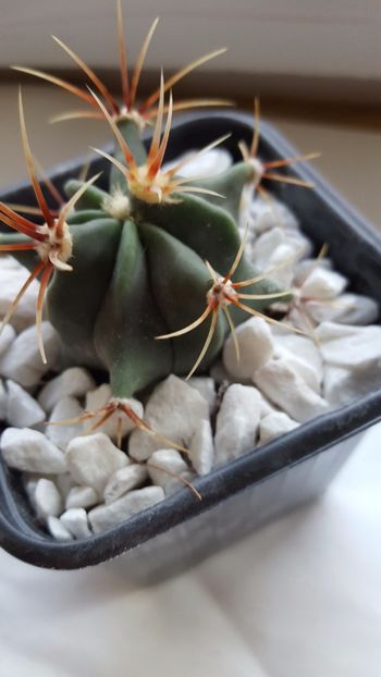  - Ferocactus emoryi