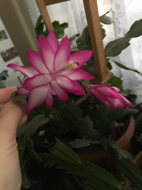  - Schlumbergera