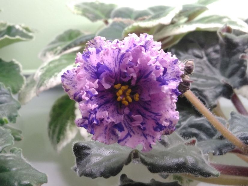 9.11.2017 - RS Zabiyaka