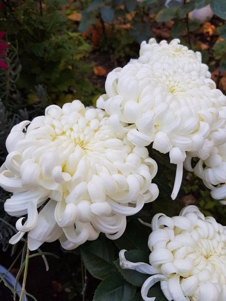 thumbnail (44) - Crizanteme 2017