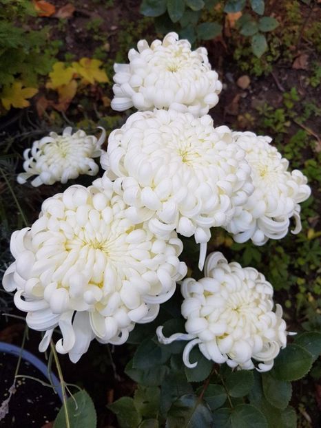 thumbnail (45) - Crizanteme 2017