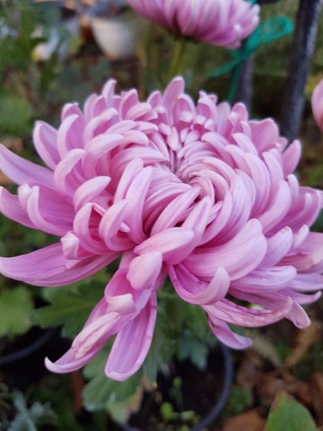 thumbnail (54) - Crizanteme 2017