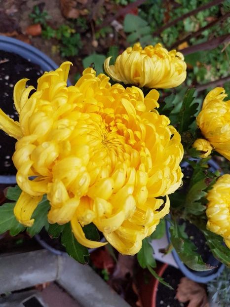 thumbnail (69) - Crizanteme 2017