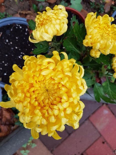 thumbnail (70) - Crizanteme 2017