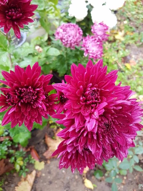 thumbnail (75) - Crizanteme 2017