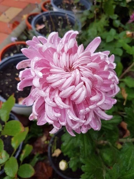 thumbnail (77) - Crizanteme 2017