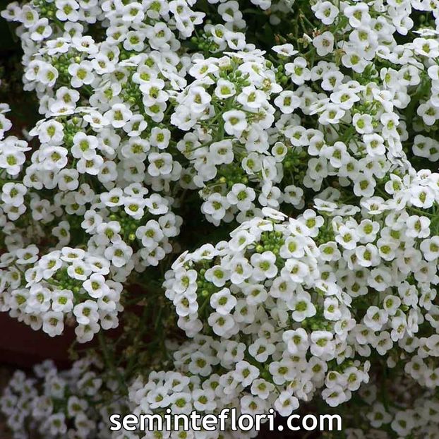 Seminte flori Ciucusoara - Oferta seminte flori - 3-17 noiembrie
