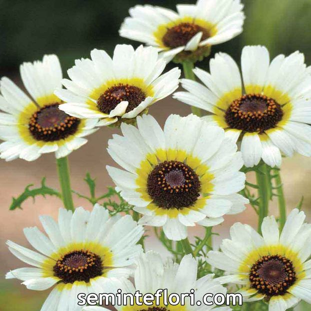 Seminte flori Crizantema alba - Oferta seminte flori - 3-17 noiembrie