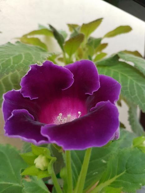 - GLOXINIA 2017
