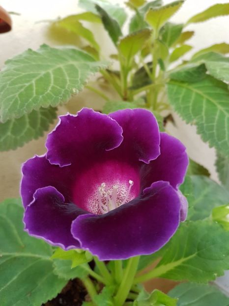  - GLOXINIA 2017