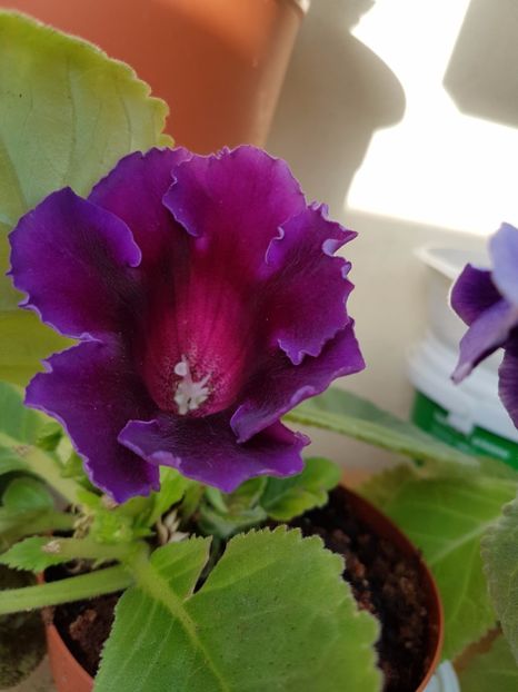  - GLOXINIA 2017