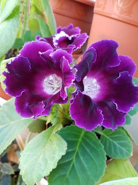 thumbnail (5) - GLOXINIA 2017