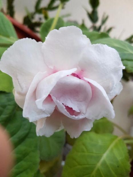 thumbnail (9) - GLOXINIA 2017