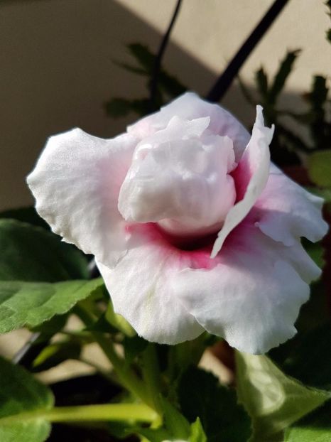 thumbnail (15) - GLOXINIA 2017