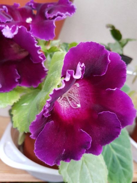 thumbnail (22) - GLOXINIA 2017