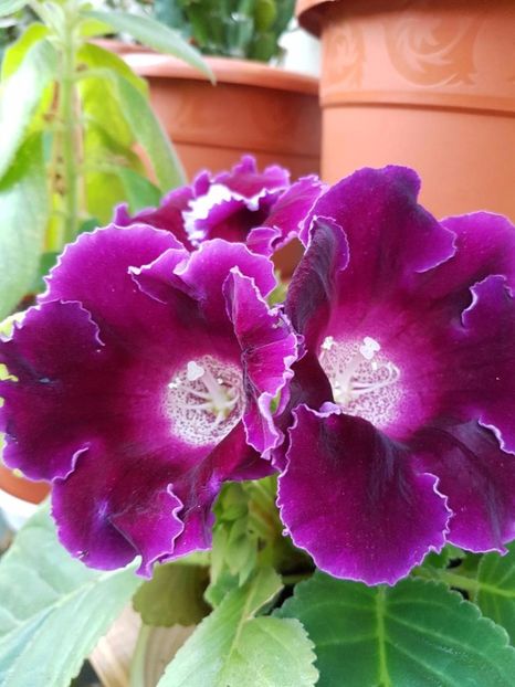 thumbnail (27) - GLOXINIA 2017