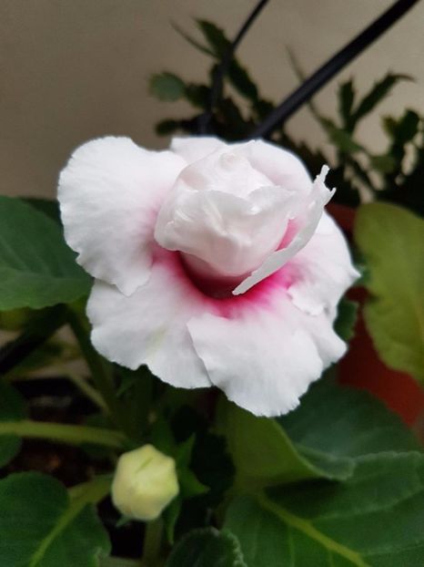 thumbnail (30) - GLOXINIA 2017