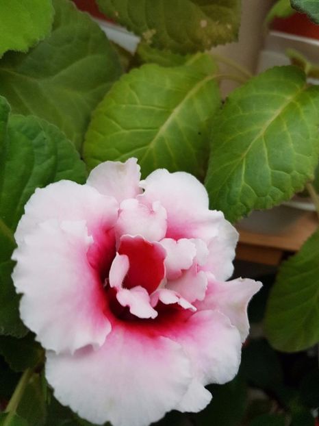 thumbnail (32) - GLOXINIA 2017