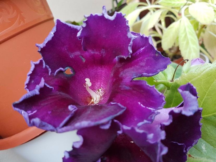 thumbnail (38) - GLOXINIA 2017