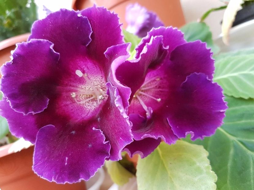 thumbnail (39) - GLOXINIA 2017