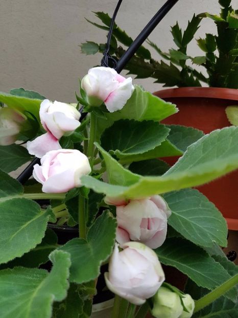 thumbnail (44) - GLOXINIA 2017