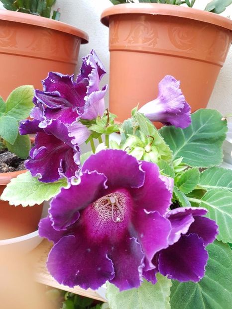 thumbnail - GLOXINIA 2017